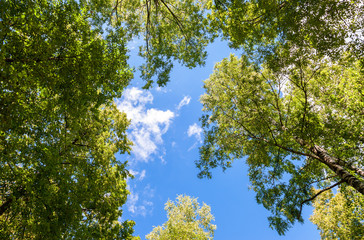 Obraz premium Trees with green leaves against a blue sky background