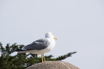 Obraz premium Fearless big bird Seagull
