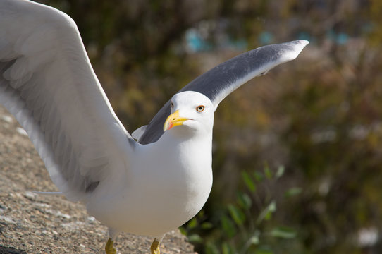 Fearless big bird Seagull