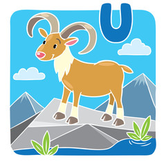 Funny wild urial or ram. Alphabeth U