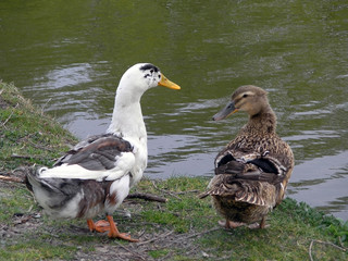 Two ducks on the lake.