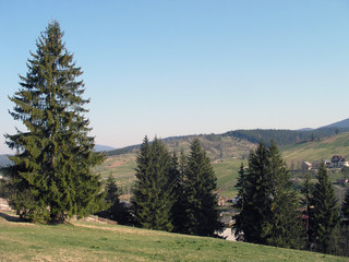 Large trees on the mountainside.