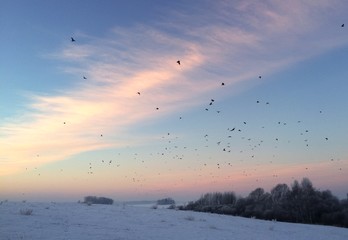 Winter landscape of field under sky with herd of flying crows