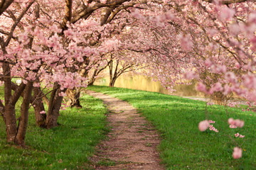 Naklejka premium Blühende Kirschbäume am Wegesrand