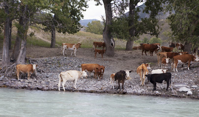 Fototapeta na wymiar Cows near mountain river Katun, Altai, Russia