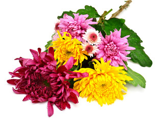 Beautiful bouquet of chrysanthemums