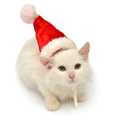 White Christmas cat