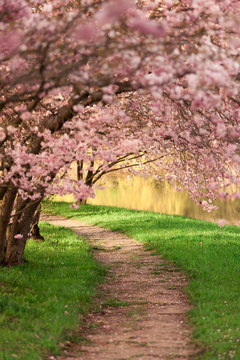 Fototapeta Blühende Kirschbäume am Wegesrand