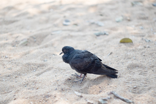 Black pigeon walking on sand .