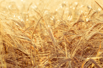 ears of yellow wheat field