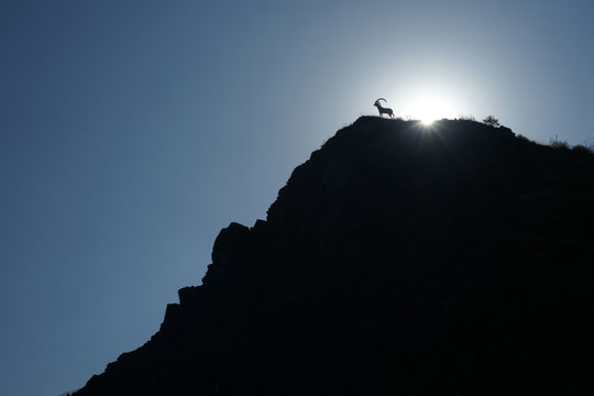 Mountain goat silhouette standing on a cliff