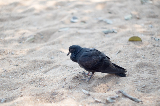 Black pigeon walking on sand .
