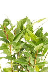 Fresh bay leaves