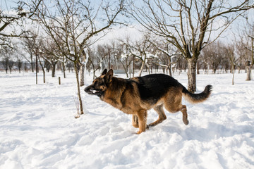 German Shepherd on snow