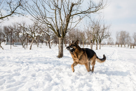 Playfull German Shepherd dog