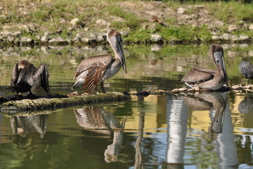 Obraz premium The Waterfowl