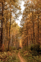 Obraz premium Footpath a spring wood