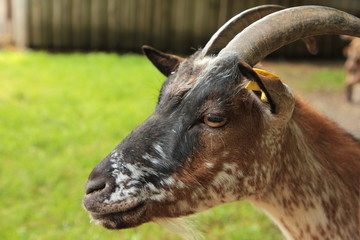 Ziege im Gehege, Nahaufnahme