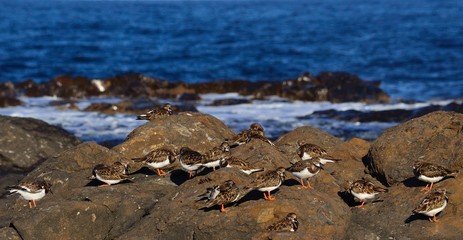 Flock of small turnstone birds on the rocky shore