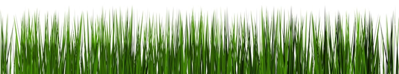 Green grass isolated on white background.
