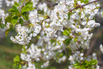 spring blooming, apple flowers branch