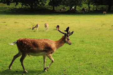 Hirsch auf grüner Wiese im Freigehege