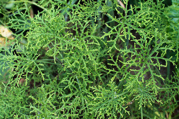 Pelargonium radens leaves