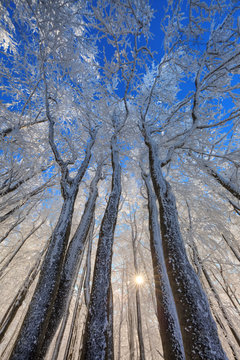 Frozen trees