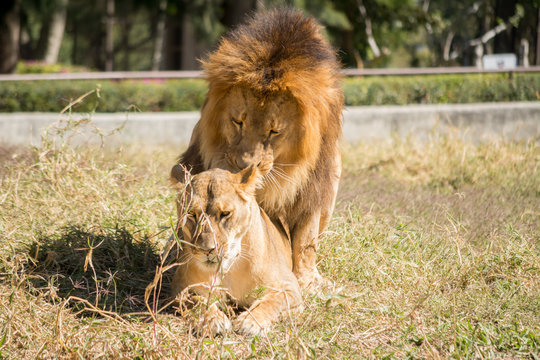 Leones apare&aacute;ndose en el acto.