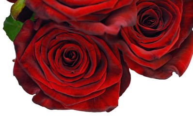 perfect red rose 