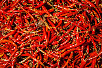 Red spicy chili peppers