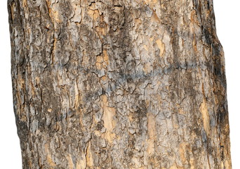 tree trunk isolated on white background, wood pine