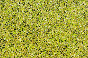 floating green duckweed as background