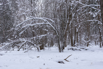 trees and shrubs snowbank