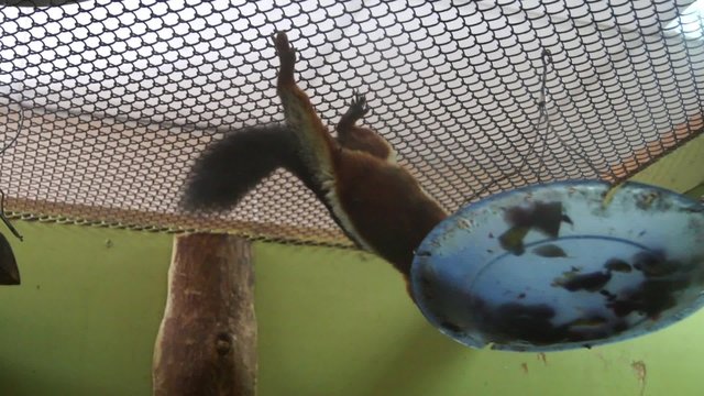 Squirrel hanging upside down and eats