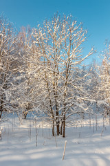 
Photo of the winter forest. Trees covered with snow. Winter landscape, blue sky, bright sunny day. Russia.