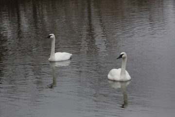 Two trumpeter swans on a lake with reflections