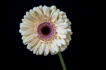 pink gerbera flower on black background