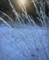 Frozen grass in winter