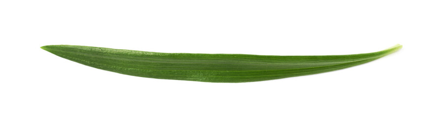 Single green chrysanthemus leaf isolated
