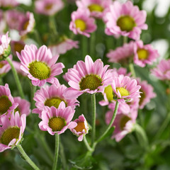 Obraz premium Multiple pink chrysanthemum flowers