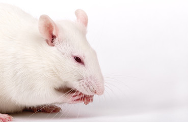 lab rat, closeup on white background