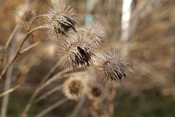 Distel vertrocknet