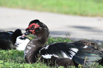 A Pair of Musgovy Ducks at Ocala, Florida