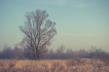 Autumn meadow with bare november tree