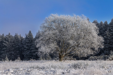 einzelne Weide im Schnee