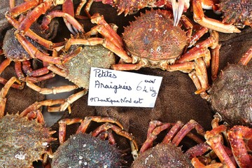 Sea spider crab for sale at a French farmers market