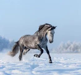 Fototapeten Graues spanisches Pferd galoppiert auf Schneefeld © Kseniya Abramova