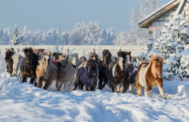 Group of miniature horses galloping on walk
