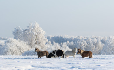 Winter landscape and four ponies